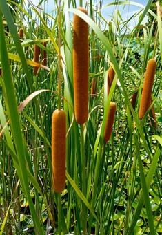 ヒメガマ ヒメガマの写真