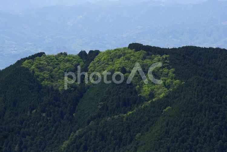 山の立木と緑② 山,春,若葉の写真素材