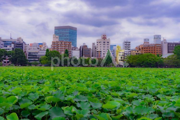 不忍池の風景 不忍池,上野,東京の写真素材