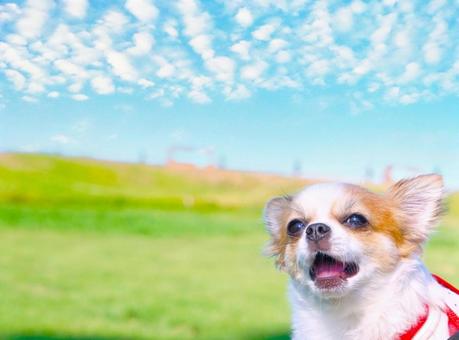 チワワ心と秋の空 犬,秋,チワワの写真素材