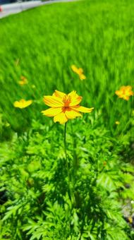 夏を抱きしめる花畑の写真