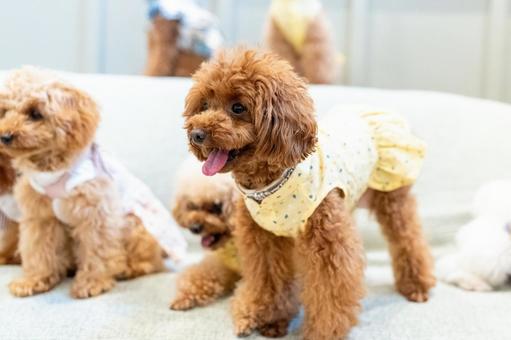 トイプードル トイプードル トイプードル,トイプー,犬の写真素材