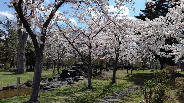 春の公園6 春の公園6 公園,春,桜の写真素材