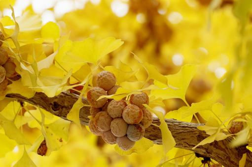 イチョウと銀杏 イチョウ,銀杏,紅葉の写真素材