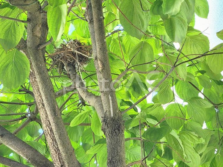 庭のハナミズキに作ったヒヨドリの巣 鳥の巣,木,庭の写真素材