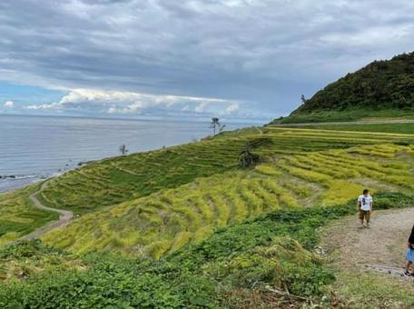 千枚田 千枚田の写真