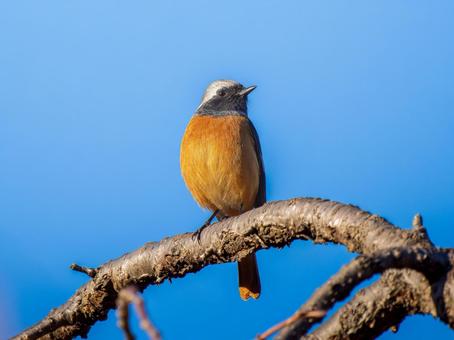 枝にとまるジョウビタキのオス ジョウビタキ,ジョビオ,ジョウビタキのオスの写真素材