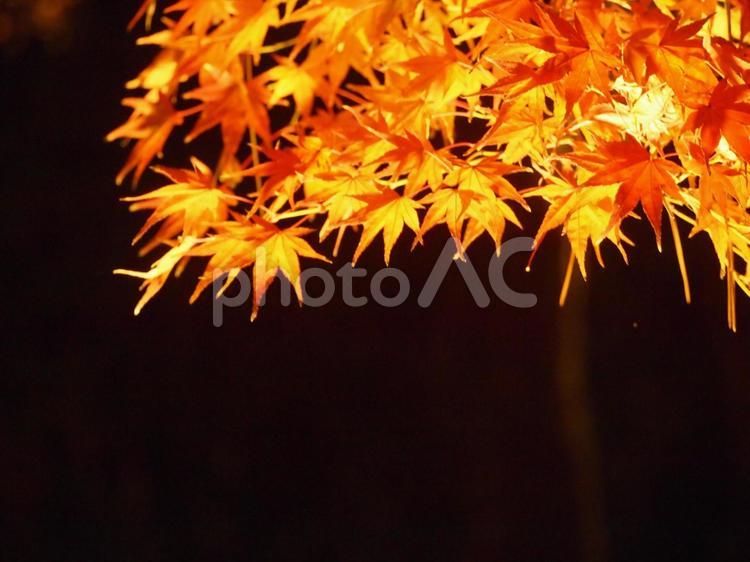 燃えるような紅葉　ライトアップ３ ライトアップ,ナイト,ムードの写真素材