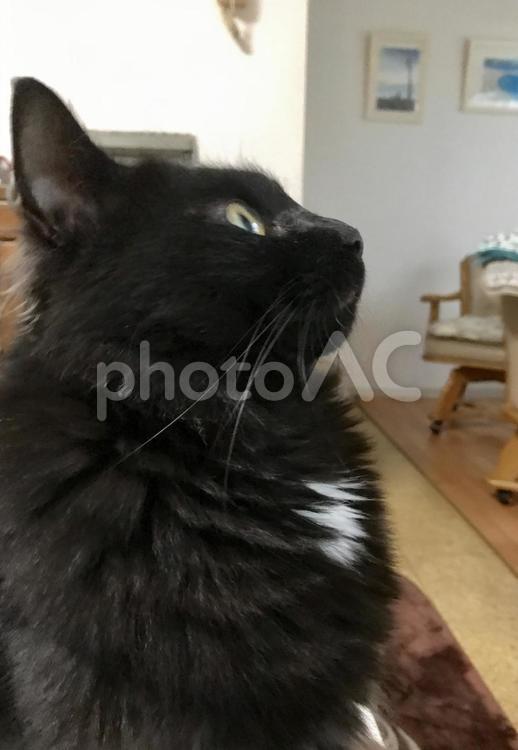 ぼくの横顔 黒猫,猫,哺乳動物の写真素材