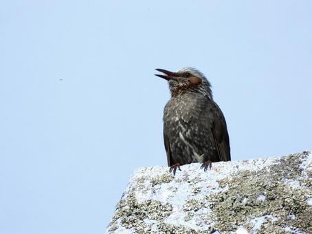 屋根の上で鳴くヒヨドリ 屋根の上で鳴くヒヨドリの写真