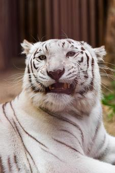 ホワイトタイガー ホワイトタイガー ホワイトタイガー,虎,動物の写真素材