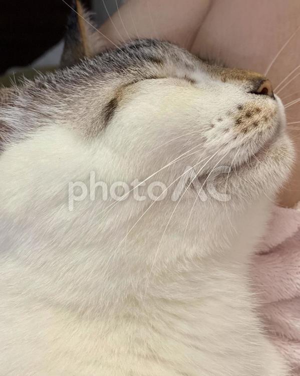 シャムミックス猫様の横顔 猫,シャムトラ,爆睡の写真素材