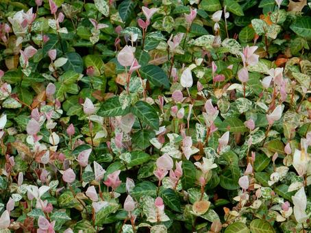 【f花の写真】 ハツユキカズラ 【f花の写真】 ハツユキカズラの写真