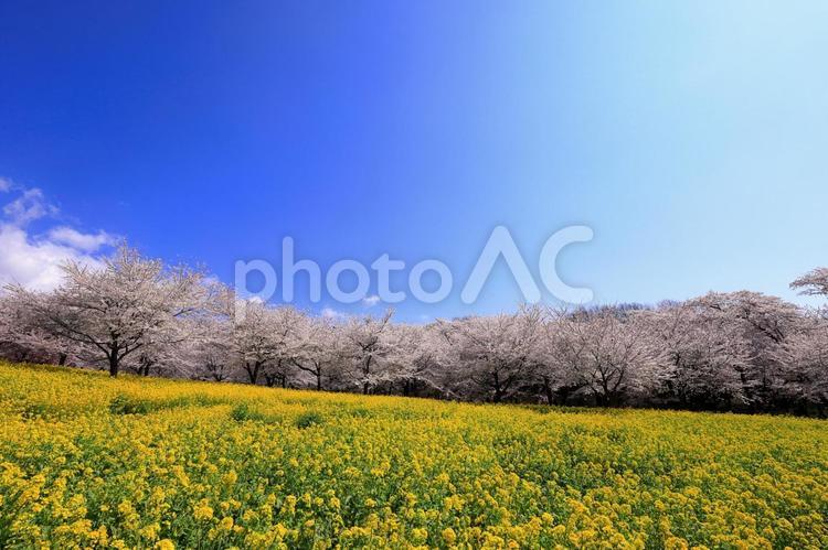 桜と菜の花の春絵巻 赤城南面千本桜,桜,菜の花の写真素材