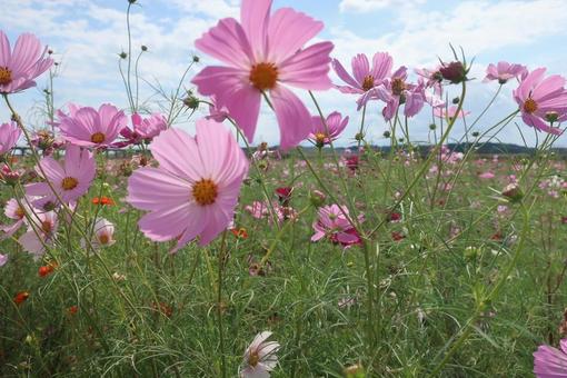 コスモス畑 コスモス畑 コスモス,日本,風景の写真素材