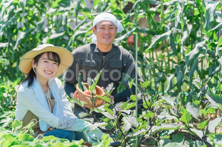 畑で野菜を収穫する農家・生産者の夫婦 農業,畑,農家の写真素材