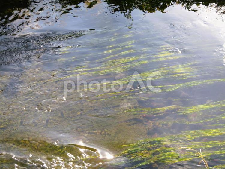 川の中の水草 水草,川,水の写真素材