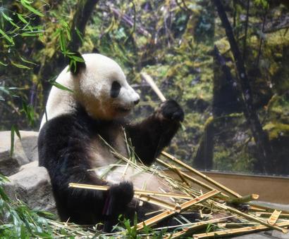 パンダ・ラストイアー シャオシャオ,ⅹiaoⅹiao,ジャイアントパンダの写真素材