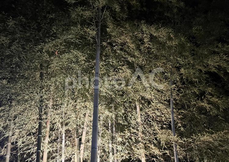 ライトアップされた竹林 ライトアップされた竹林,竹林,ちくりんの写真素材