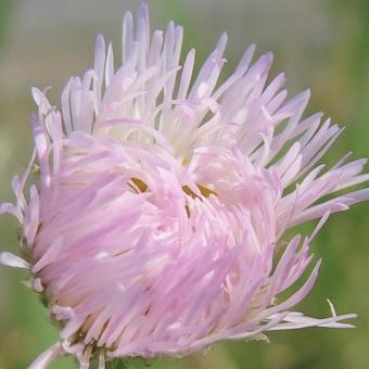 ハルジオン ハルジオンの写真