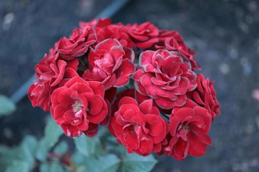 バラ園にて赤い薔薇を撮影しました バラ園にて赤い薔薇を撮影しました 花,薔薇,花びらの写真素材