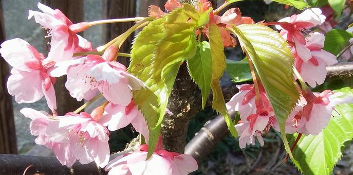 若葉に包まれた河津桜の花 若葉に包まれた河津桜の花の写真