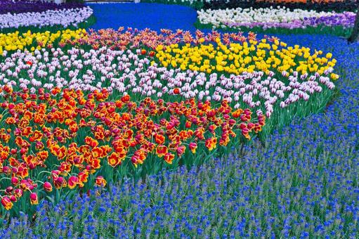 チューリップで飾る風景 チューリップで飾る風景の写真