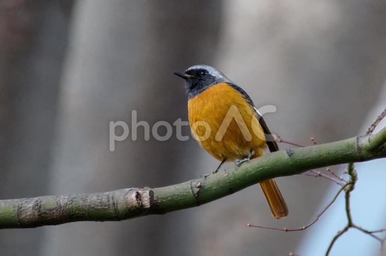 東京ミッドタウンのジョウビタキ 東京ミッドタウン,檜町公園,緑の写真素材