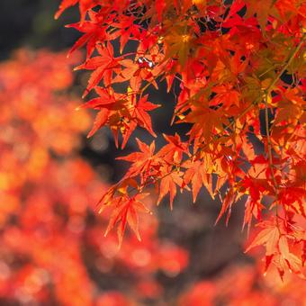 紅葉狩り もみじ,秋,冬の写真素材