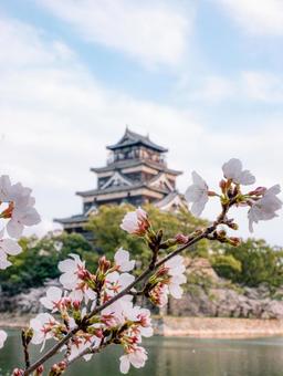 桜 桜の写真