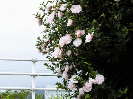 薄いピンク色の木槿の花 薄いピンク色の木槿の花 ムクゲ,白い花,白の写真素材