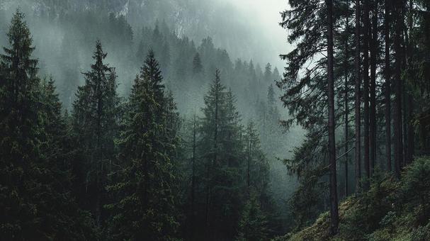 霧がかかった森の小道 霧がかかった森の小道の写真