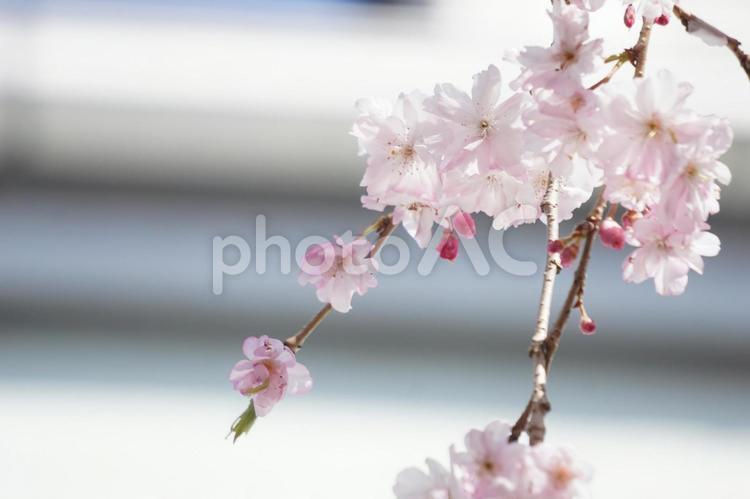 さくら 桜,さくら,サクラの写真素材