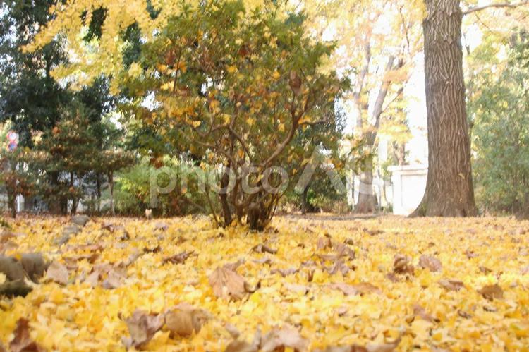 黄色の世界 武蔵関公園,秋,落ち葉の写真素材