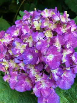 Hydrangea, JPG Hydrangea, JPG