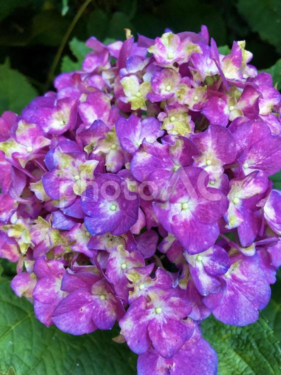 アジサイ 花,アジサイ,紫陽花の写真素材