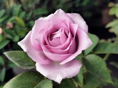 ベランダのバラ・夜来香の写真