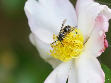 山茶花とクロスズメバチ② 山茶花とクロスズメバチ②の写真