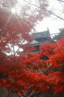 紅葉と西尾城 紅葉と西尾城の写真