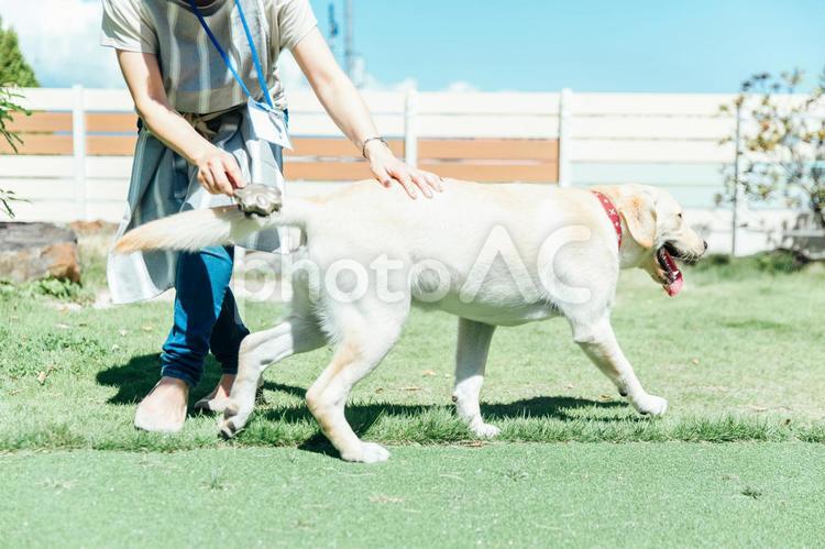 犬の毛並みを整える女性 愛犬,ペット,ブラッシングの写真素材