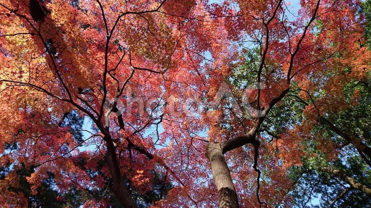 秋の紅葉の木立3（東京） 秋,紅葉,木立の写真素材