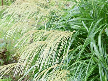 ススキ ススキの写真