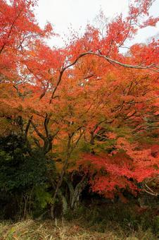 もみじロード もみじロード,秋,紅葉の写真素材