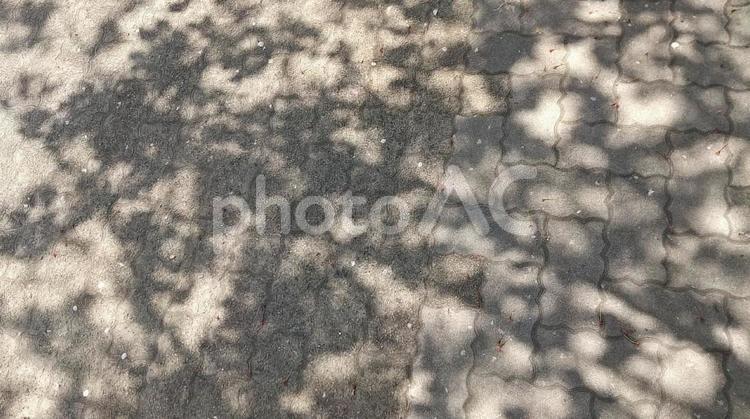 木の影と花びら 桜,花びら,地面の写真素材