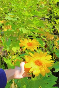 皇帝ひまわり　手　青空 皇帝ひまわり,手,ひまわりの写真素材