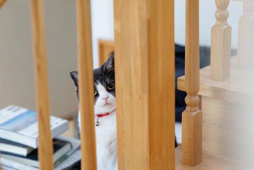 隙間から覗く猫 隙間から覗く猫 隙間から覗く猫,猫,ねこの写真素材