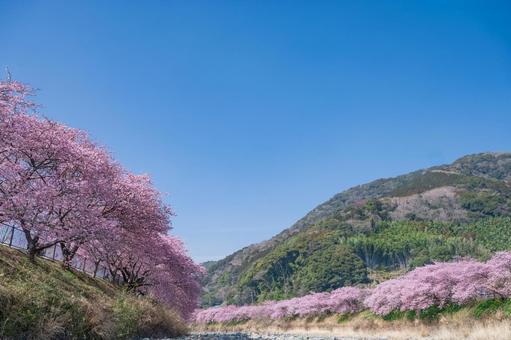 青空と河津桜並木 河津桜,伊豆稲取,桜の写真素材