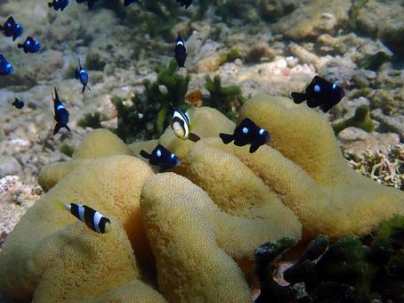 クマノミとミツボシクロスズメダイ 魚,海,沖縄の写真素材