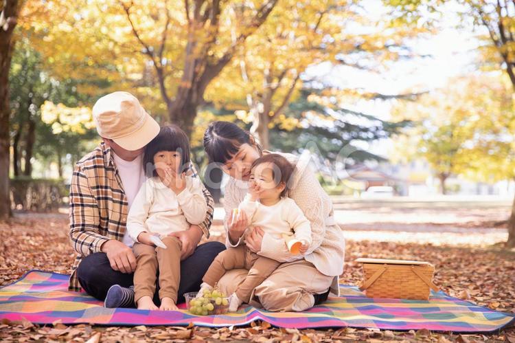 秋の公園でピクニックする家族・ファミリー 家族,公園,ファミリーの写真素材