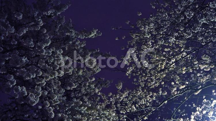 夜桜（ソメイヨシノ）背景素材 夜桜,夜景,ソメイヨシノの写真素材